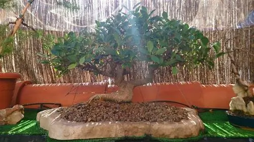 когда пересаживать бонсай дома