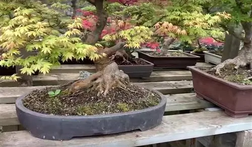 горшки для бонсай