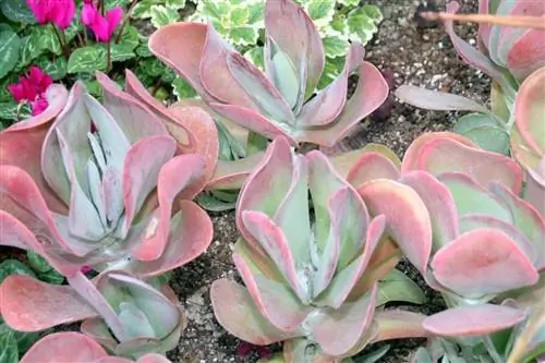 каланхоэ тирсифлора: уход