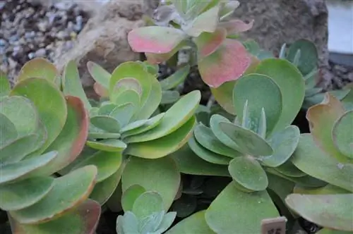 Зеленые листья каланхоэ тирсифлоры