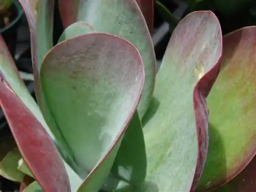 Листья каланхоэ тирсифлоры