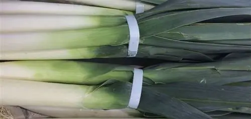 когда лук-порей собирают после посева