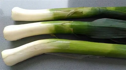 хранение лука-порея