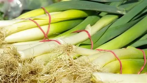 Когда собирают лук-порей