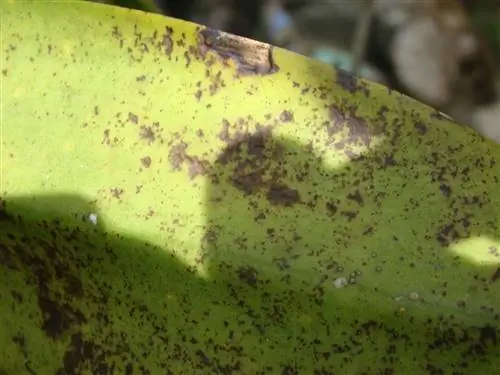 поврежденные листья