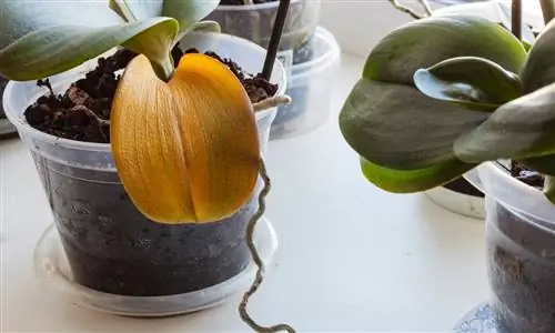 Что такое болезни орхидей?