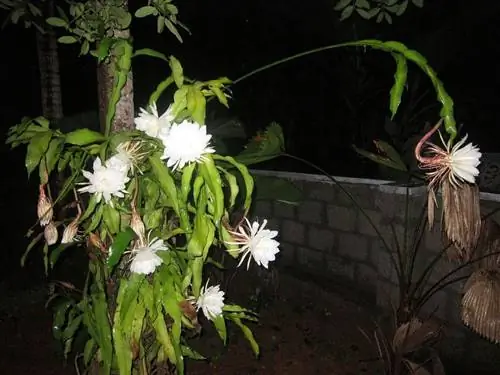 Epiphyllum oxypetalum - эпифитный кактус.