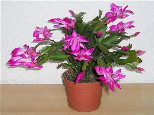 Schlumbergera truncata - теневой кактус.