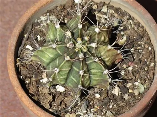 Комнатные кактусы нужно держать в светлой комнате