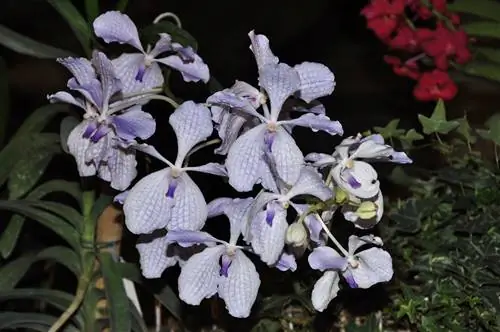 Vanda coerulea имеет особое значение в Южной Корее.