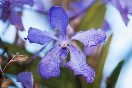 Голубая орхидея (Vanda coerulea)