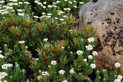 Ozothamnus также известен как цветок риса.