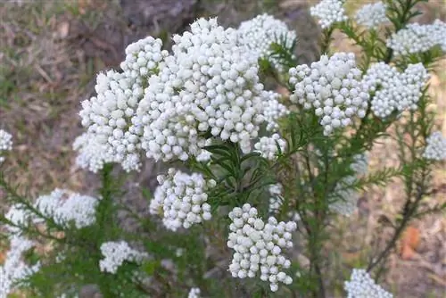 Цветок риса (Ozothamnus)