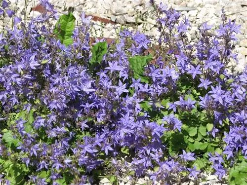 Цветение Campanula portenschlagiana весной