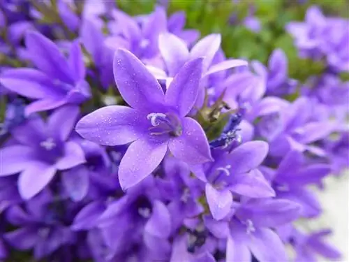 Campanula portenschlagiana: уход