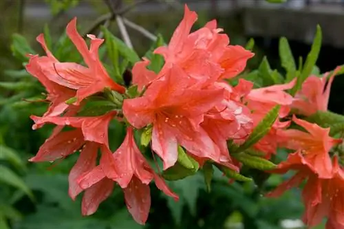 У Rhododendron japonicum цветки оранжевые.