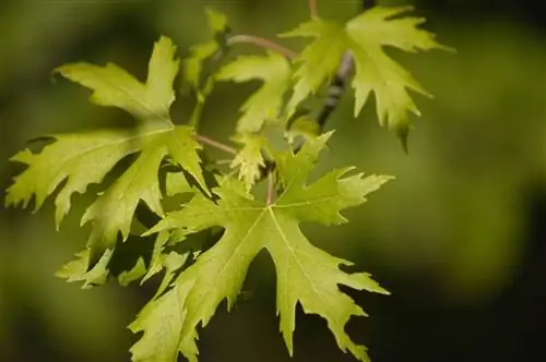 Вид на Acer saccharinum
