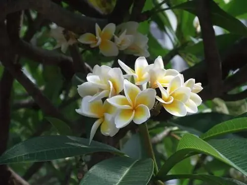 Plumeria rubra имеет душистые цветы.