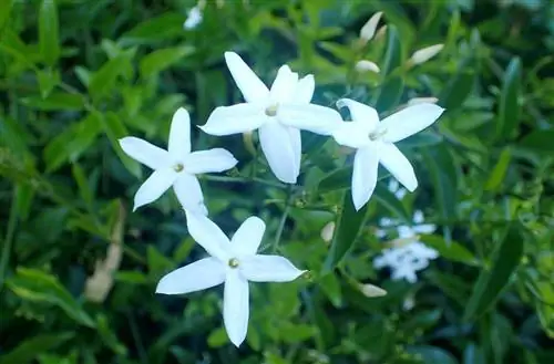 Jasminum azoricum - лиана.