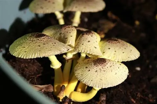 Вид на Leucocoprinus bimbaumii