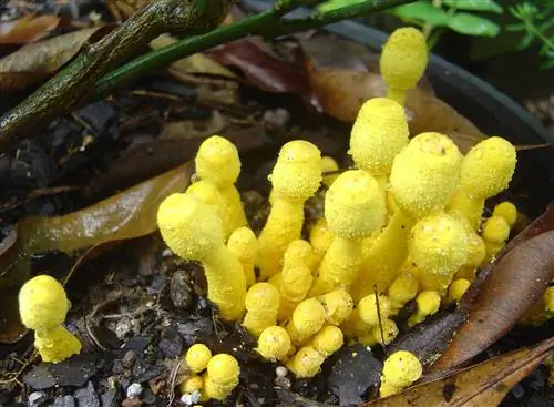 Желтый горшечный (Leucocoprinus birnbaumii)