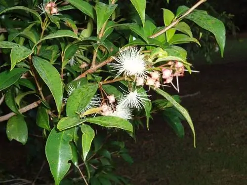 Syzygium paniculatum - дерево