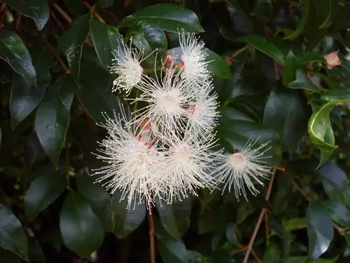 Евгения миртифолия (Syzygium paniculatum)