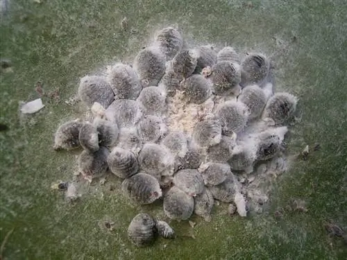 мокрица