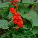 Salvia splendens имеет красные цветки Salvia splendens имеет красные цветки