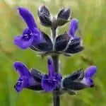 картина картина