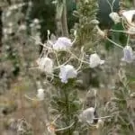 Цветок шалфея апьяна белый Цветок шалфея апьяна белый