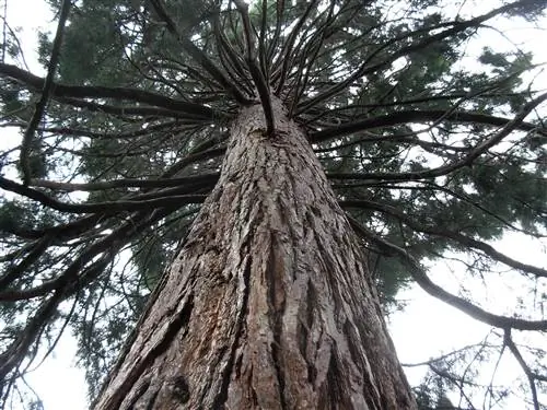 Вид на Sequoia sempervirens, разновидность хвойного дерева