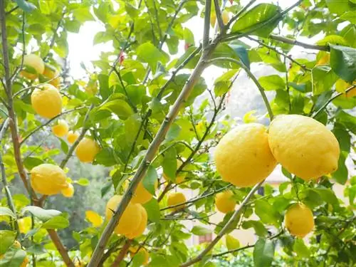 Лимонное дерево - вечнозеленое плодовое дерево.