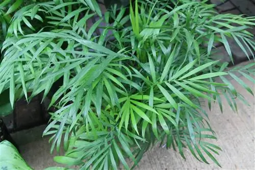 Chamaedorea elegans - обычная комнатная пальма. Chamaedorea elegans - обычная комнатная пальма.