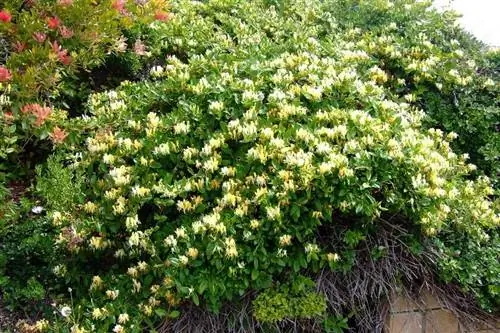 Украшение Lonicera japonica