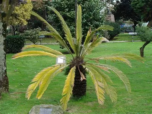 Вредители и болезни Cycas revoluta