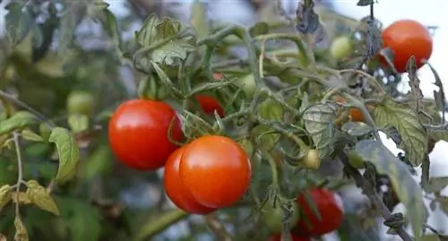 Нашествие тли при выращивании томатов