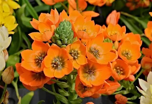 Ornithogalum dubium - луковичное растение.