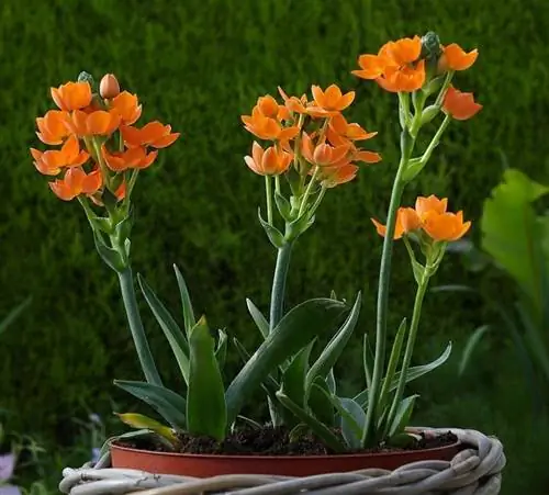 Ornithogalum dubium можно держать в горшке.