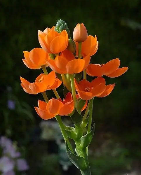 Цветки Ornithogalum dubium оранжевые.