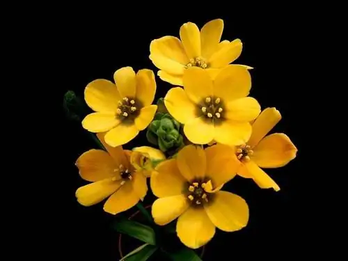 Цветки Ornithogalum dubium могут быть желтыми.