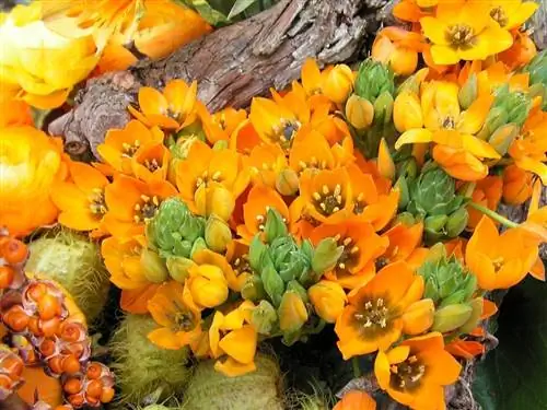 За растением Ornithogalum dubium легко ухаживать.