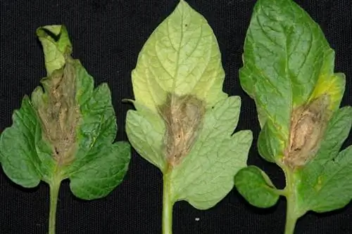 Поражение листьев грибком Botrytis
