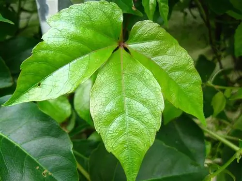 Листья Parthenocissus dalzielii тройчатые.