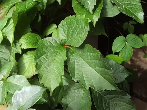 Parthenocissus semicordata - листопадная лиана.