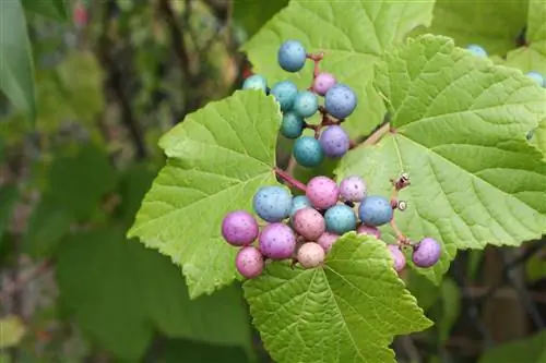 Ампелопсис (Parthenocissus)