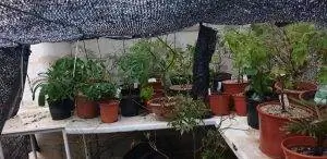 Японские клены можно выращивать в горшках