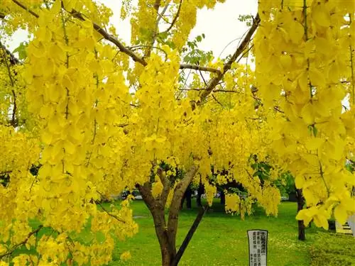 Cassia fistula - дерево для тропического климата. Cassia fistula - дерево для тропического климата.