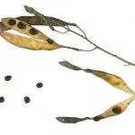 Плоды Laburnum anagyroides Плоды Laburnum anagyroides
