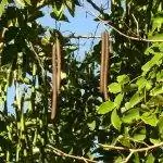 Плоды фистулы кассии очень длинные. Плоды фистулы кассии очень длинные.